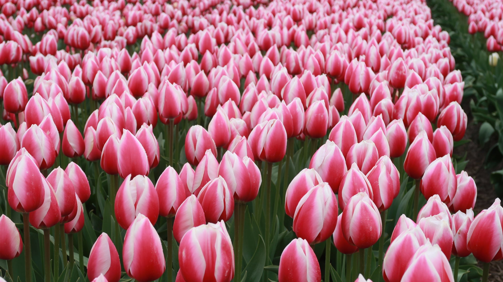 Tulp (Darwin) Russian Princess.  Een elegante statige tulp.  Bestel ze nu eenvoudig online