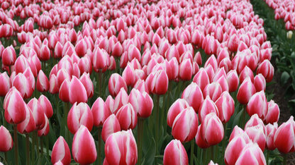 Tulp (Darwin) Russian Princess.  Een elegante statige tulp.  Bestel ze nu eenvoudig online