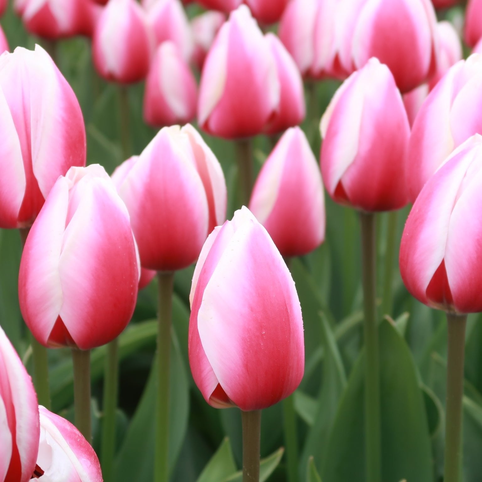 Tulp Russian Princess.  Deze Darwin tulp heeft een mooie volle roze kleur en vooral een schitterende wit-gelige rand.