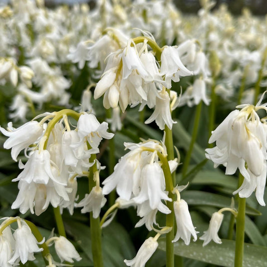 Scilla non-scripta (Hyacinthoides) Alba. syn. Boshyacinten) Dacht je dat de 'Bluebells' alleen in het blauw bestonden?  Nou nee...