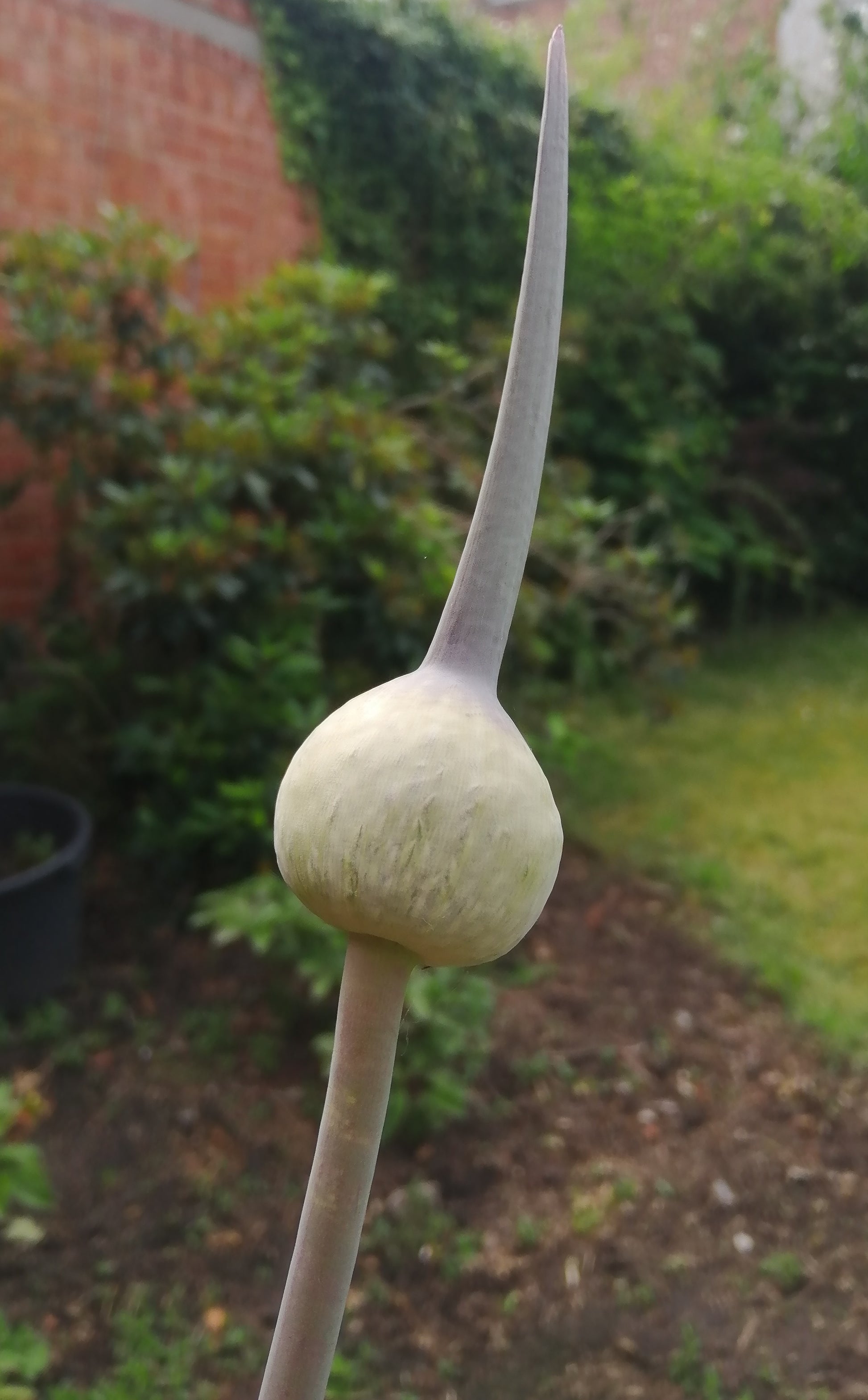 Allium 'Summer Drummer' bloeit heel laat en wordt zo hoog dat ze goed te combineren is met flinke vaste planten