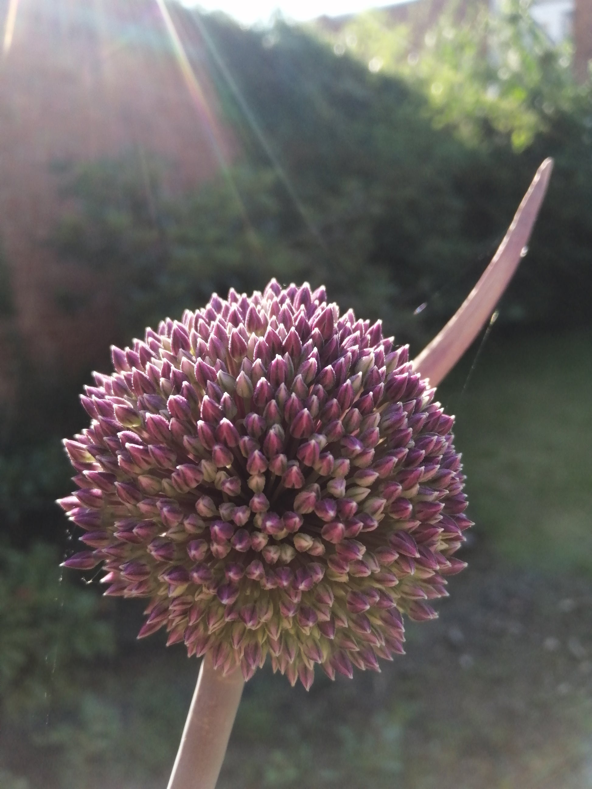 Summer Drummer, het moment dat de bloem eruit komt