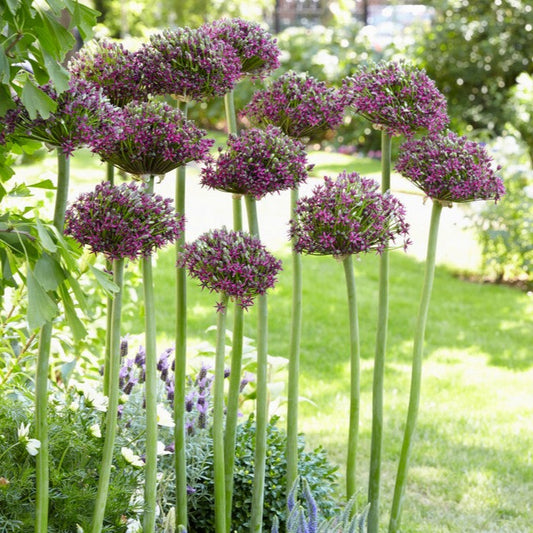 Allium magic, Vrij exclusieve nieuwe soort, kruising tussen Allium schubertii en Allium atropurpureum. Prachtige kleur die best te omschrijven is als metallic paars.