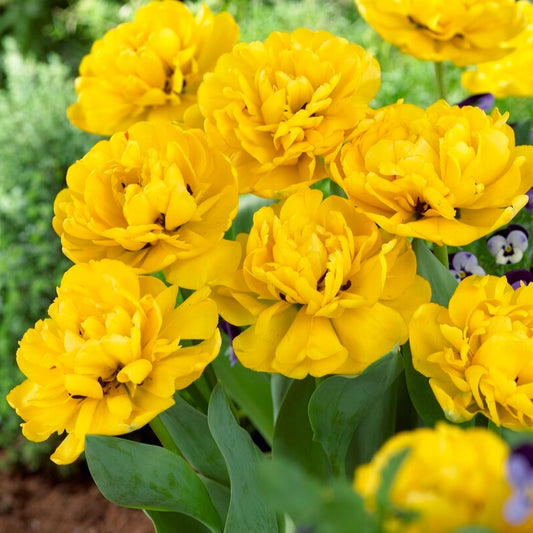 Tulp Yellow Pompenette&nbsp;is een prachtige dubbele tulp met goed gevulde goudgele bloemen die lang bloeien. Ze wordt al jarenlang gebruikt als snijtulp door professionele tulpenplukkers. Deze tulp zorgt meteen voor een zonnig voorjaarseffect