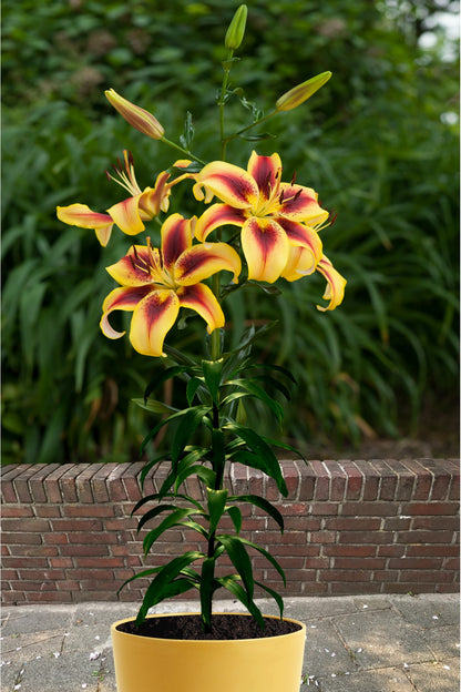 Lelie Viva la Vida, ook mooi in pot!