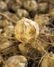 Afbeelding in Gallery-weergave laden, Plant uw leliebollen goed op diepte, minimaal 10 cm grond bovenop de bol. Bij erg dikke lelie bollen mag dit ook gerust 15 cm zijn. 
