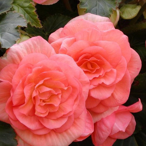 Begonia dubbel roze, nu online te bestellen op www.bulbes.net 