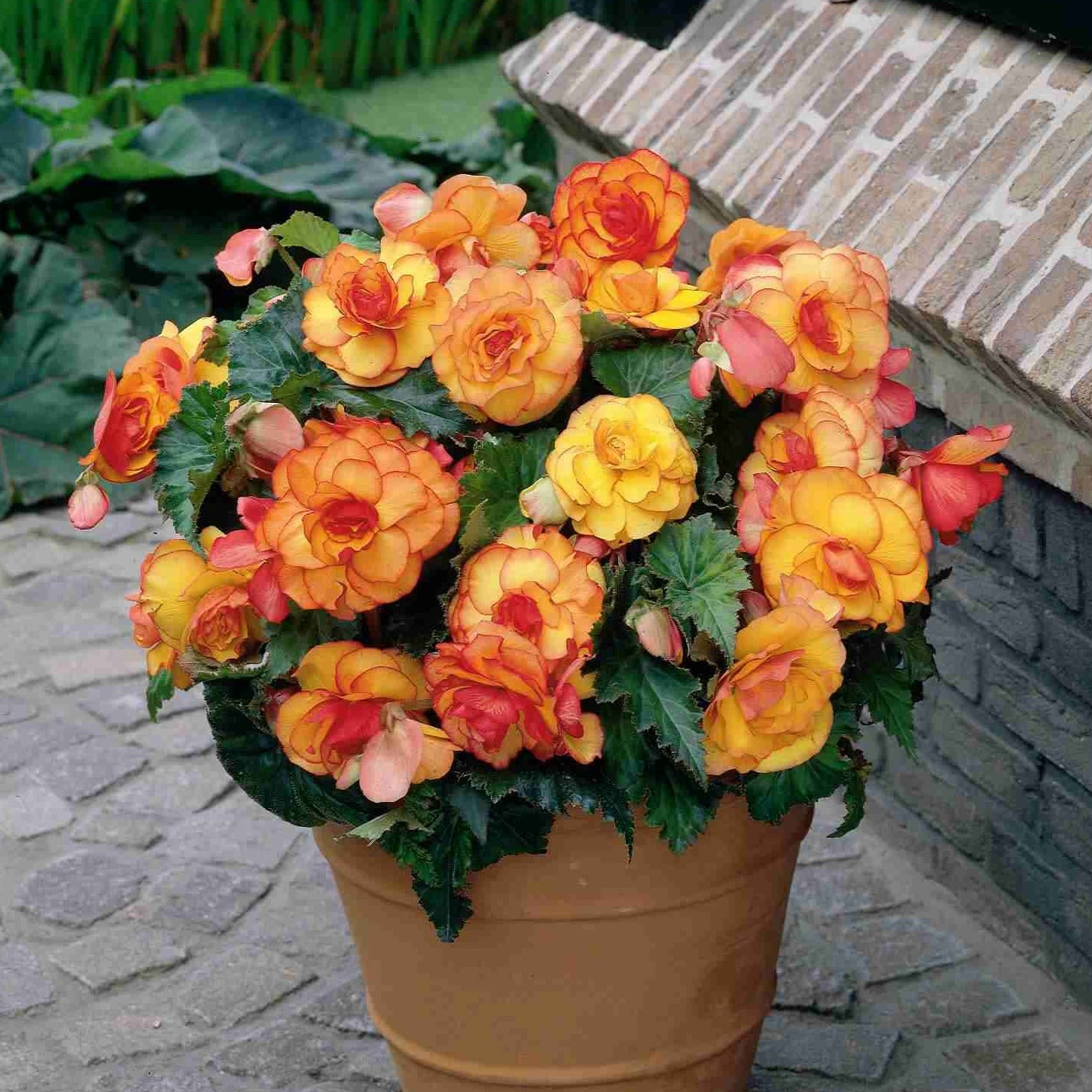 Begonia Yellow Picotee.  Oogstrelende soort door het speelse rode randje rond elk gele bloemblad. De bloemen zijn middelgroot en dubbel.