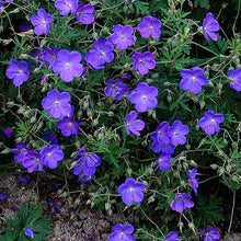 Lade das Bild in den Galerie-Viewer, Geranium Johnson’s blue  (ooievaarsbek). Deze hybride is een kruising van Geranium himalayense x Geranium pratense.
