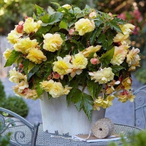 Begonia Odorata Sunny Dream  