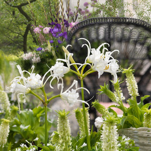 Ismene Festalis.  Mooie pure witte bloemen.    Bestel ze nu eenvoudig online en plant ze dit voorjaar   