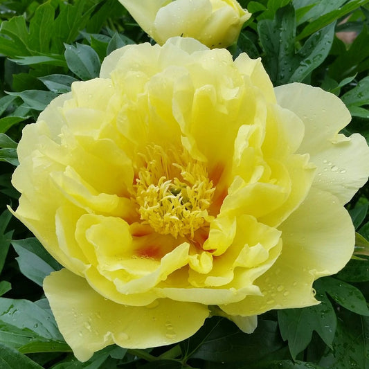 Pioen itoh Bartzella   