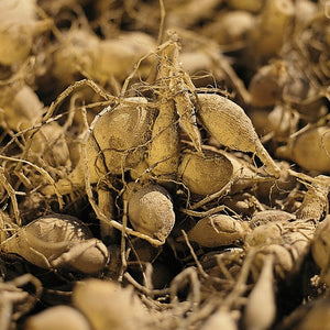 Wanneer je zomerbloembollen kopen?   Bestel ze nu eenvoudig online en plant ze dit voorjaar voor een mooie kleurrijke tuin of terras in de zomer!  Wij proberen steeds de grootste maat en beste kwaliteit aan te bieden voor het mooiste resultaat.