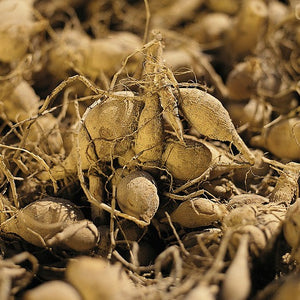 Wanneer je zomerbloembollen kopen?   Bestel ze nu eenvoudig online en plant ze dit voorjaar voor een mooie kleurrijke tuin of terras in de zomer!  Wij proberen steeds de grootste maat en beste kwaliteit aan te bieden voor het mooiste resultaat.