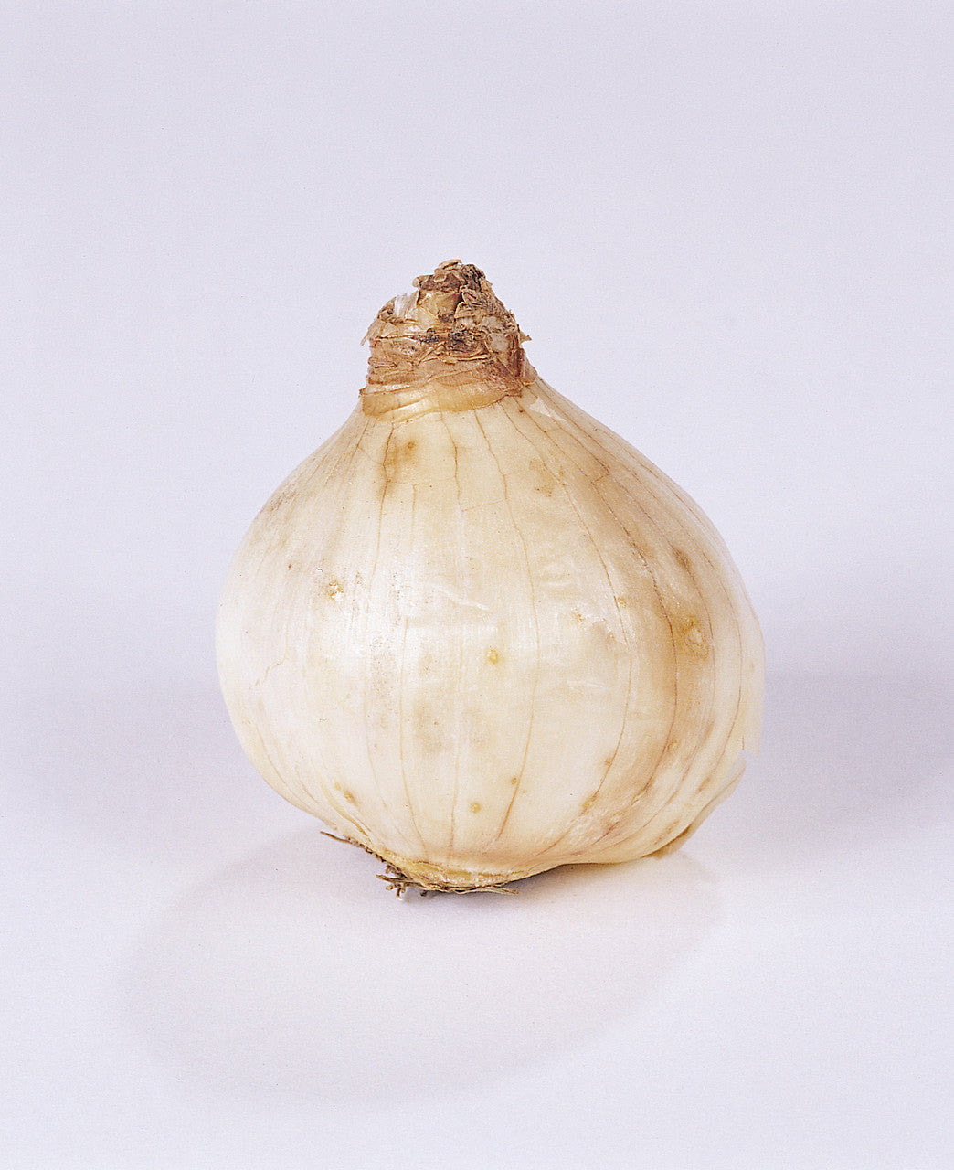 Wanneer je narcissen kopen?   Bestel ze nu eenvoudig online en plant dit ze dit najaar voor een mooie kleurrijke tuin of terras in het voorjaar!  Wij proberen steeds de grootste maat en beste kwaliteit aan te bieden voor het mooiste resultaat