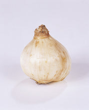 Lade das Bild in den Galerie-Viewer, Wanneer je narcissen kopen?   Bestel ze nu eenvoudig online en plant dit ze dit najaar voor een mooie kleurrijke tuin of terras in het voorjaar!  Wij proberen steeds de grootste maat en beste kwaliteit aan te bieden voor het mooiste resultaat
