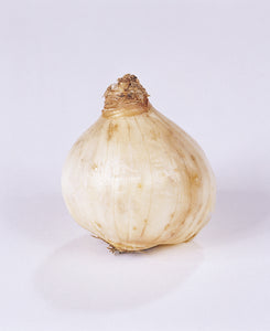 Wanneer je narcissen kopen?   Bestel ze nu eenvoudig online en plant dit ze dit najaar voor een mooie kleurrijke tuin of terras in het voorjaar!  Wij proberen steeds de grootste maat en beste kwaliteit aan te bieden voor het mooiste resultaat