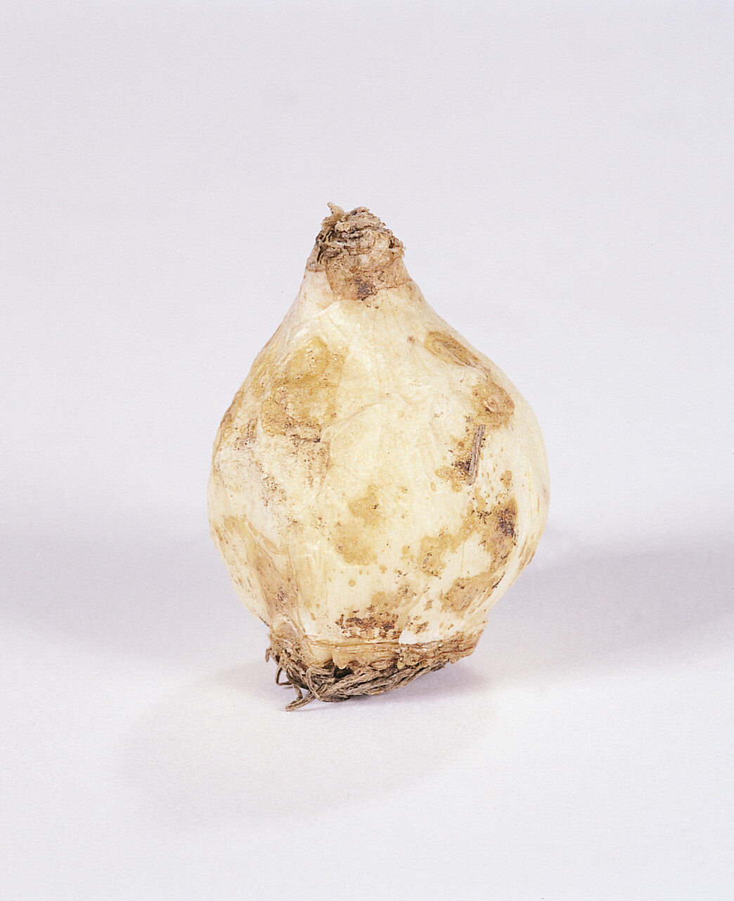 Bol van Muscari Armeniacum