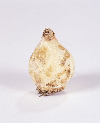 Bol van Muscari Armeniacum