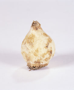 Bol van Muscari Armeniacum