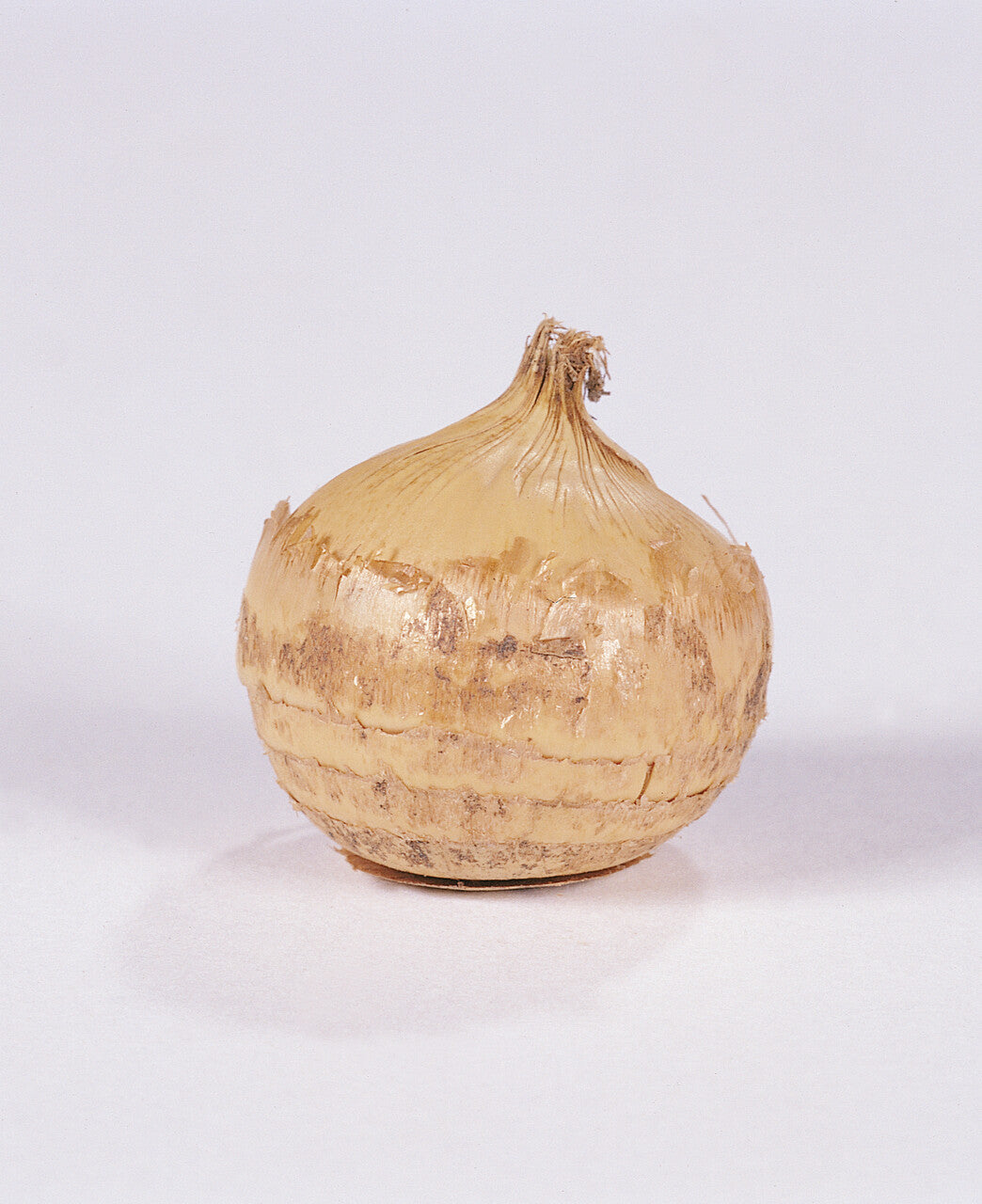 Botanische Krokus bol 