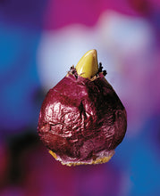 Afbeelding in Gallery-weergave laden, hyacint
