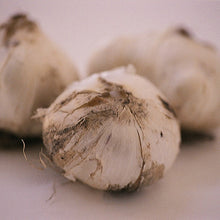 Lade das Bild in den Galerie-Viewer, de bollen van Allium Purple Sensation
