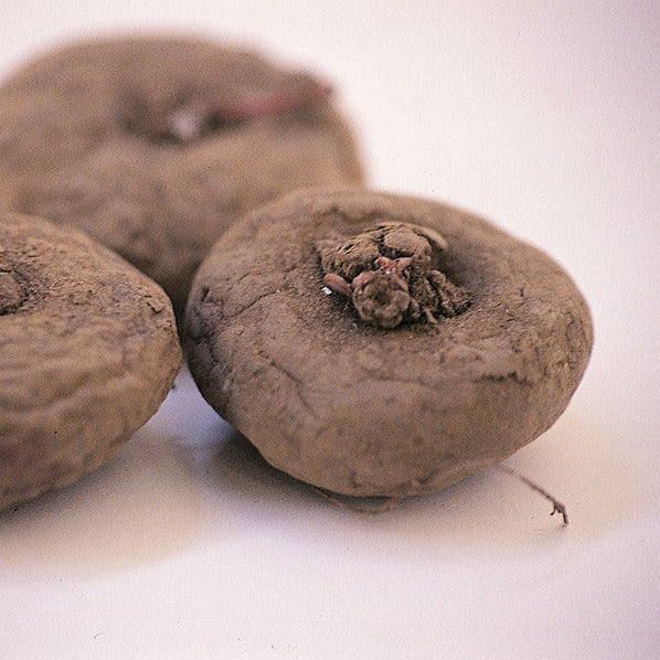 De ietswat zachte, ronde bollen van Cyclaam Coum