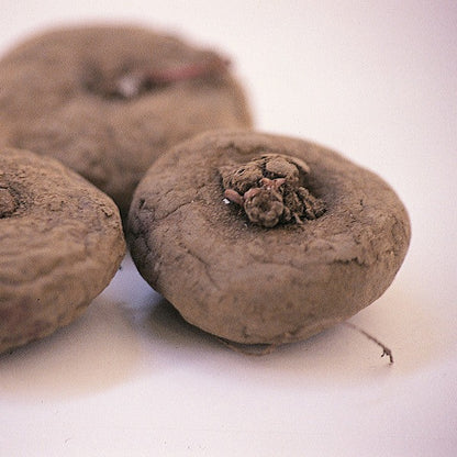 De ietswat zachte, ronde bollen van Cyclaam Coum