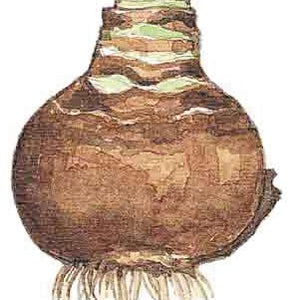 Hippeastrum (amaryllis) bol 