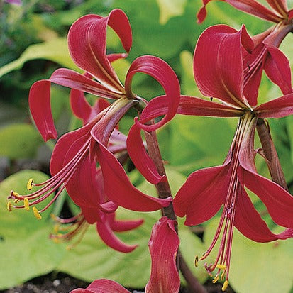 Sprekelia wordt ook wel Jacobs Lelie of St. James Lily genoemd. Het is een bol met een zeer bijzondere bloem,