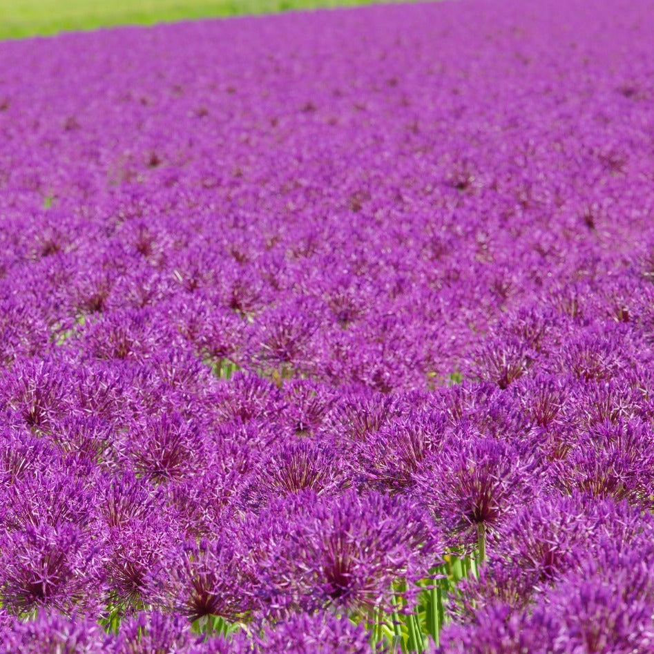Nog niet echt bekend, maar zeer zeker de moeite waard om eens uit te proberen.   Relatief vroege soort van circa 90 cm hoog, maar met een leuke grote luchtige bloem.  Purple Rain is trouwens een kruising tussen de klassieke gekende Allium Purple Sensation en Allium Christophii (vandaar de grote luchtige bloem).