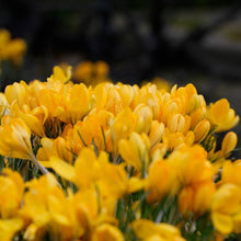 Lade das Bild in den Galerie-Viewer, Krokus geel Golden Yellow  (Krokus Vernus- grootbloemig)  Vroegbloeiend bolgewas.  Zeer geschikt voor verwildering. 
