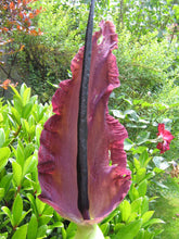 Charger l&#39;image dans la galerie, Dracunculus         (Dracunculus vulgaris, syn Arum Dracunculus)  Ook soms Draketonglelie of drakenwortel genoemd. 
