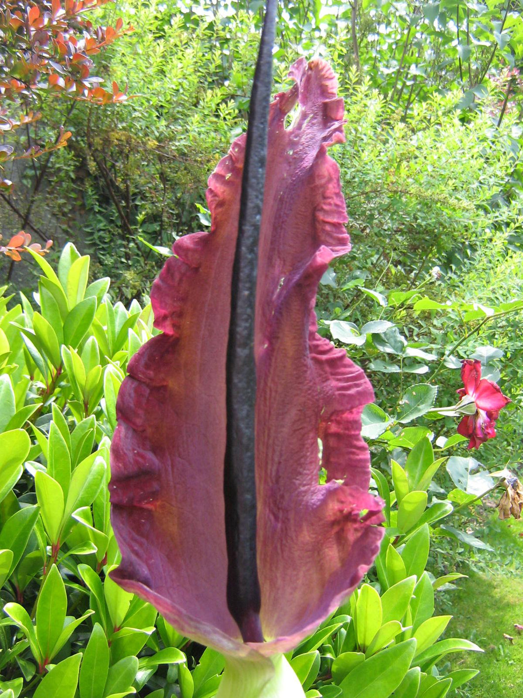 Dracunculus         (Dracunculus vulgaris, syn Arum Dracunculus)  Ook soms Draketonglelie of drakenwortel genoemd. 