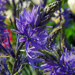 Camassia leichtlinii Caerulea     (indianenbloem, prairielelie)  Originele lente bloeier die oorspronkelijk uit Amerika komt. Mooie stervormige blauwe bloemen.  Groeit elk jaar aan.
