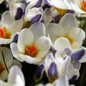 Botanische Krokus Prins Claus      (kleinbloemig)  Krokus chrysanthus Prins Claus is een tweekleurige crocus.  Blauw met wit  Vroegbloeiend en iets kleiner dan de klassieke crocus.     
