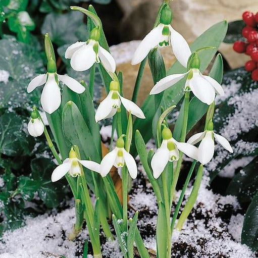 Galanthus Elwesii  Populaire bijnaam: Sneeuwklokje