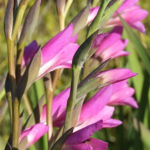 Gladiolus ssp byzantinus.  In tegenstelling tot de grootbloemige gladiolen is deze kleine soort wel winterhard.  Leuke violet rode kleur. 