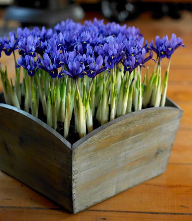 Iris Reituclata, een vroege bloeier