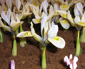 Iris Katharine Hodgkin      (Botanische Iris)  Zeer speciale hybride iris soort met mooie blauwe kleur met groene gloed en oranje- gele  vlekken