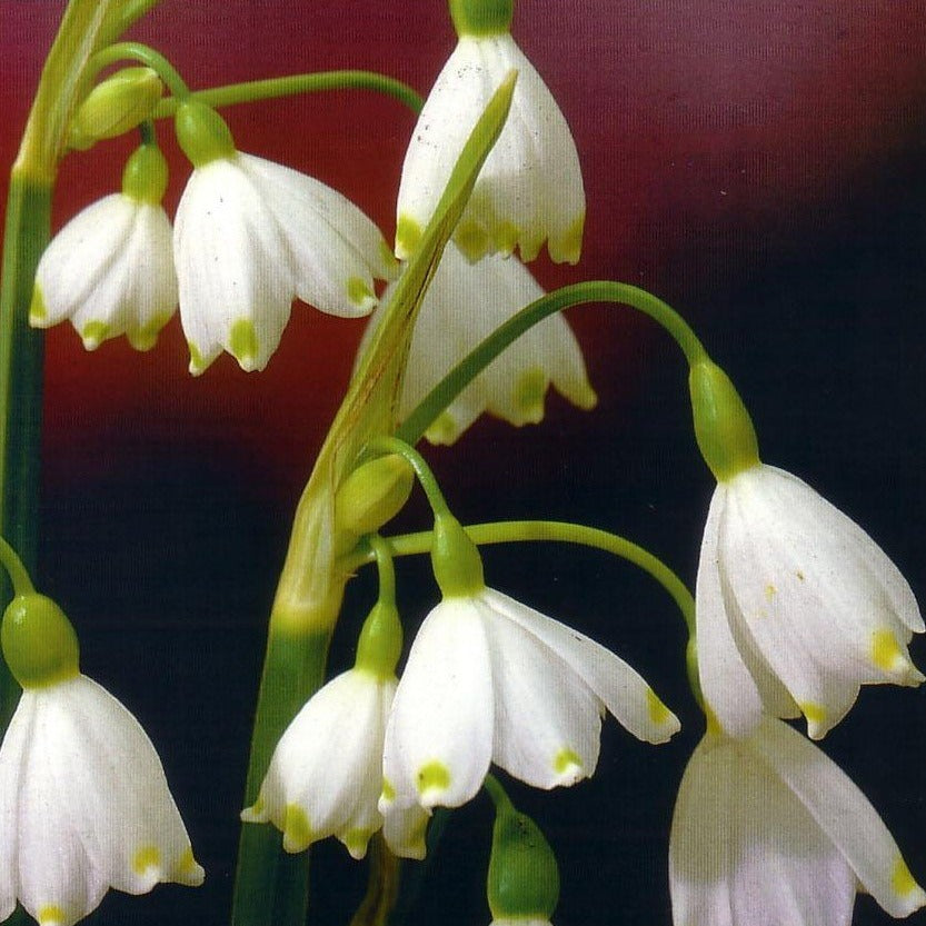Leucojum Aestivum      Ook wel zomerklokje of lenteklokje genoemd, alhoewel deze variëteit bloeit in april-mei.