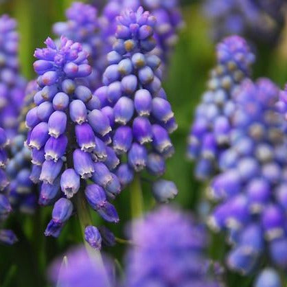Muscari Armeniacum      (blauwe druifjes)  Waarschijnlijk de meest gekende soort.  Geschikt voor verwildering en makkelijk te kweken