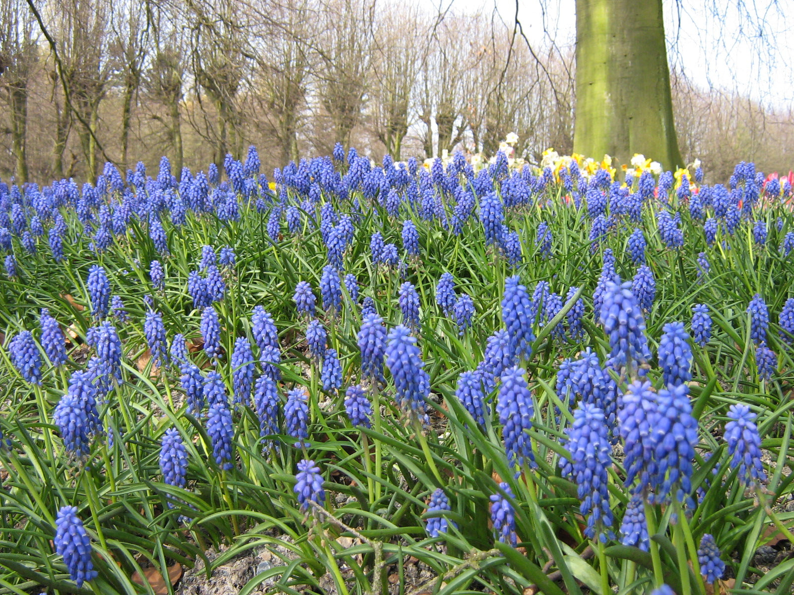 Muscari Armeniacum, geschikt voor verwildering