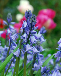 Hyacinthoides Hispanica blauw    (syn. Scilla Campanulata, of  Spaanse Hyacint)