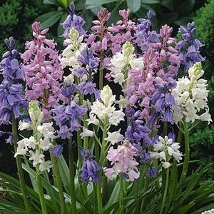Scilla Hispanica gemengd     (syn. Scilla Campanulata, of  Spaanse Hyacint)     Klokvormige bloemen in losse trossen