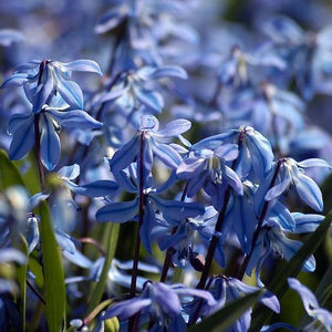 Scilla Siberica     Soms ook wel Oosterse sterhyacint genoemd.  Mooie diep blauwe bloemen en makkelijk te kweken. 