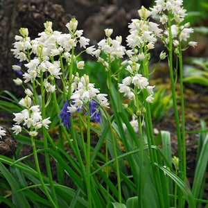 (syn. Scilla Campanulata, of  Spaanse Hyacint)
