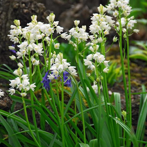 (syn. Scilla Campanulata, of  Spaanse Hyacint)