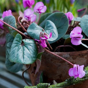 Cyclamen coum is één van de mooiste en fraaiste bloemsoorten uit de januari-tuin.
